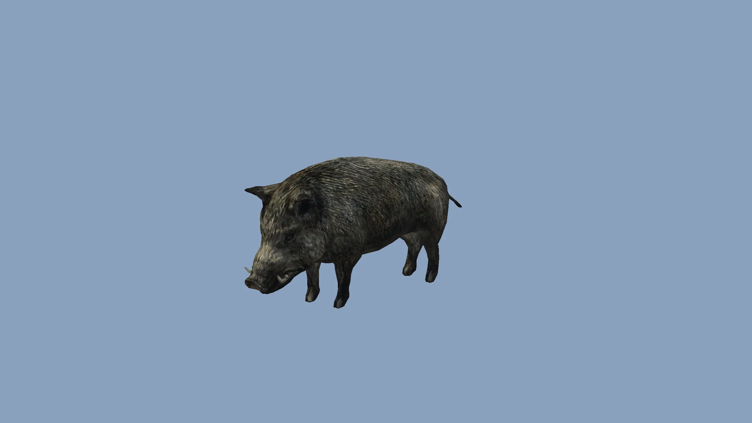 Boar