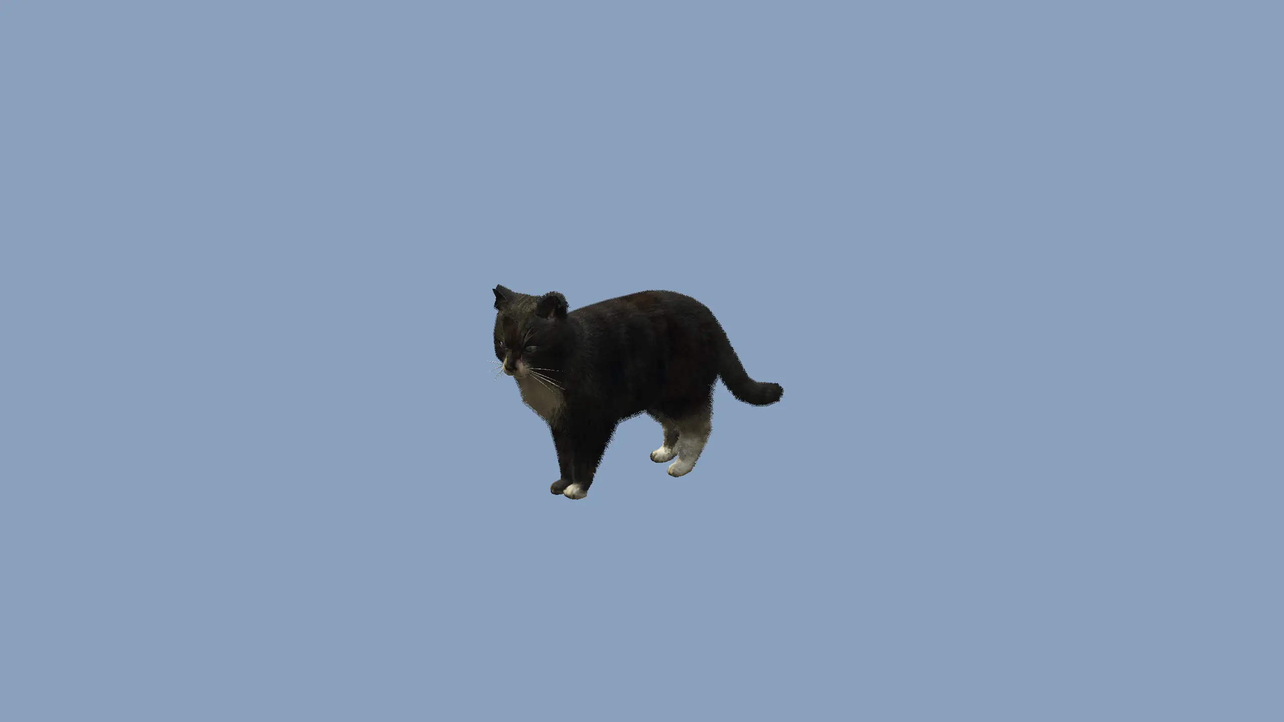 Cat 01