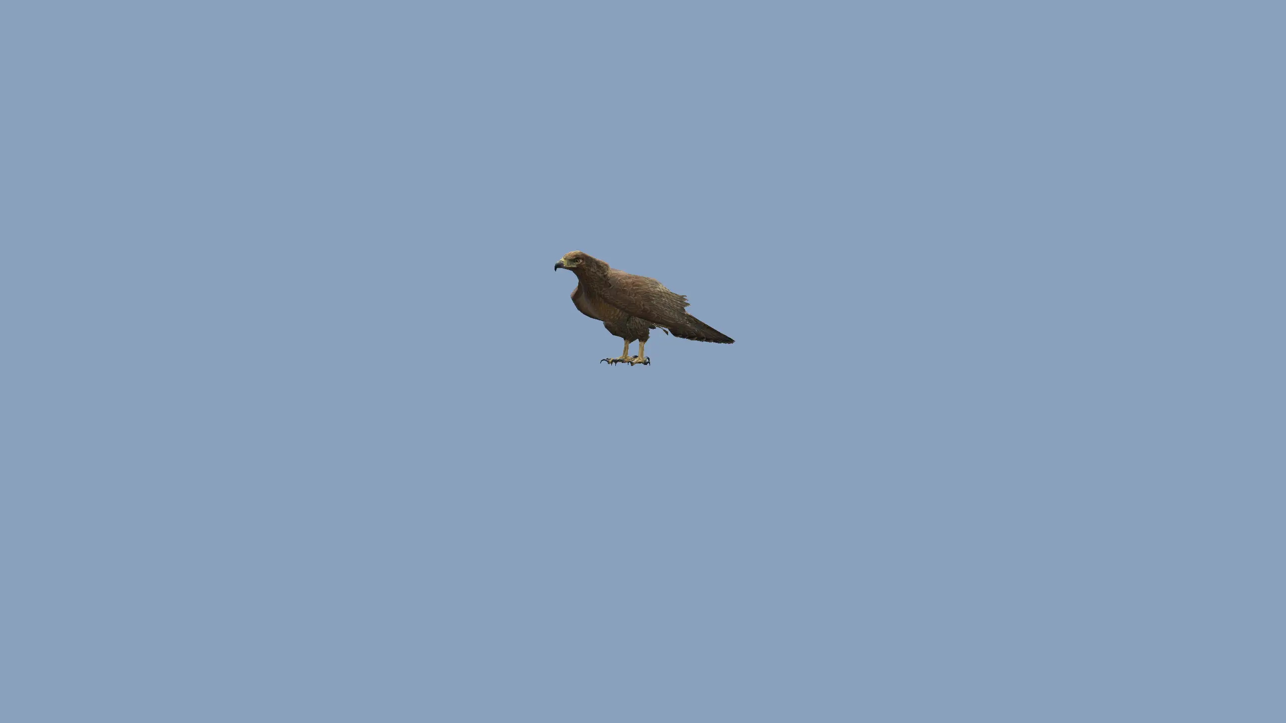 Chickenhawk