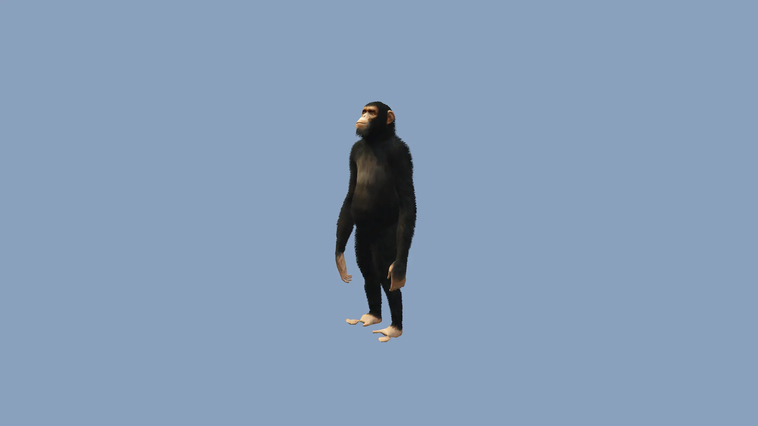 Chimp