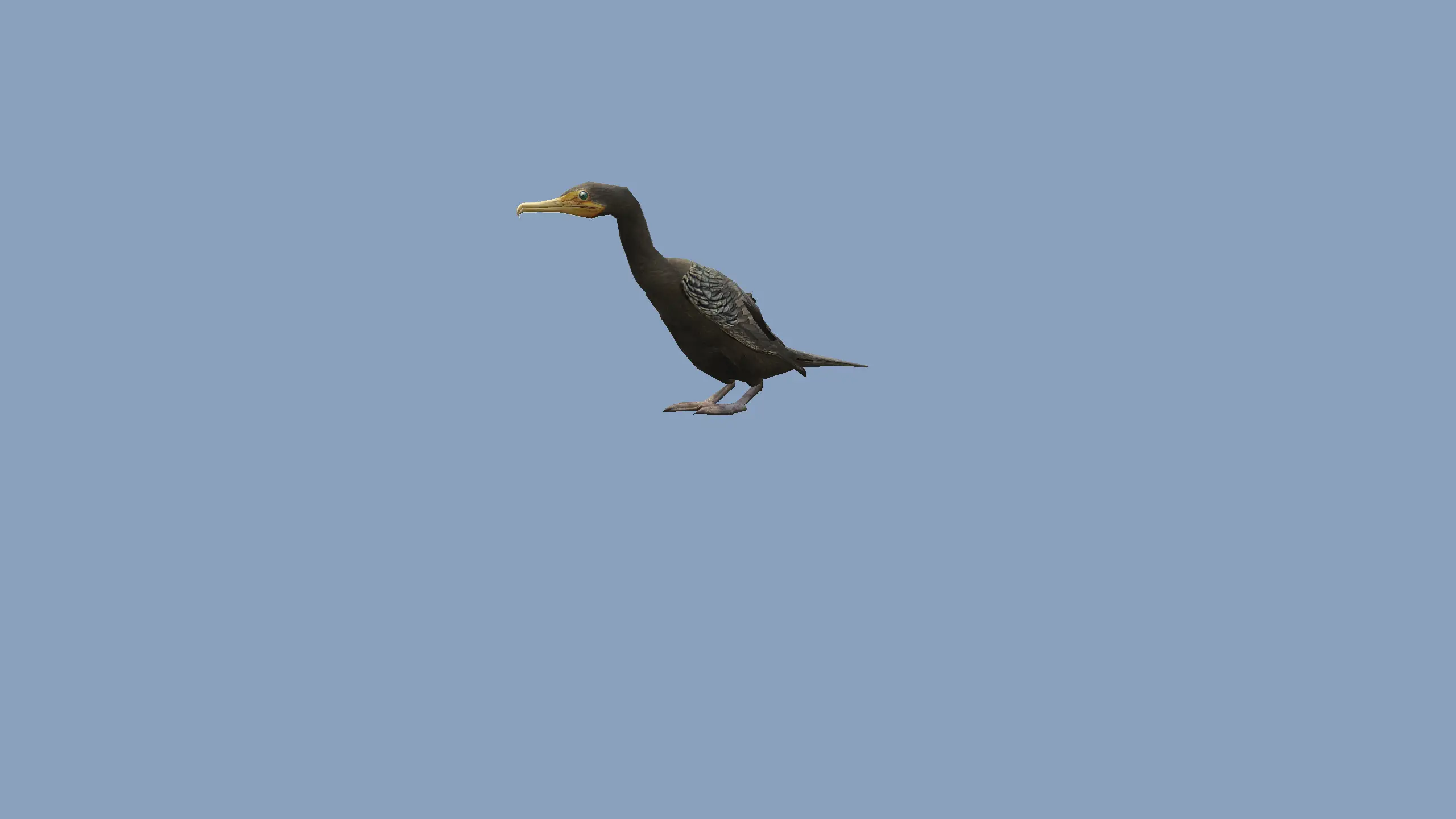 Cormorant