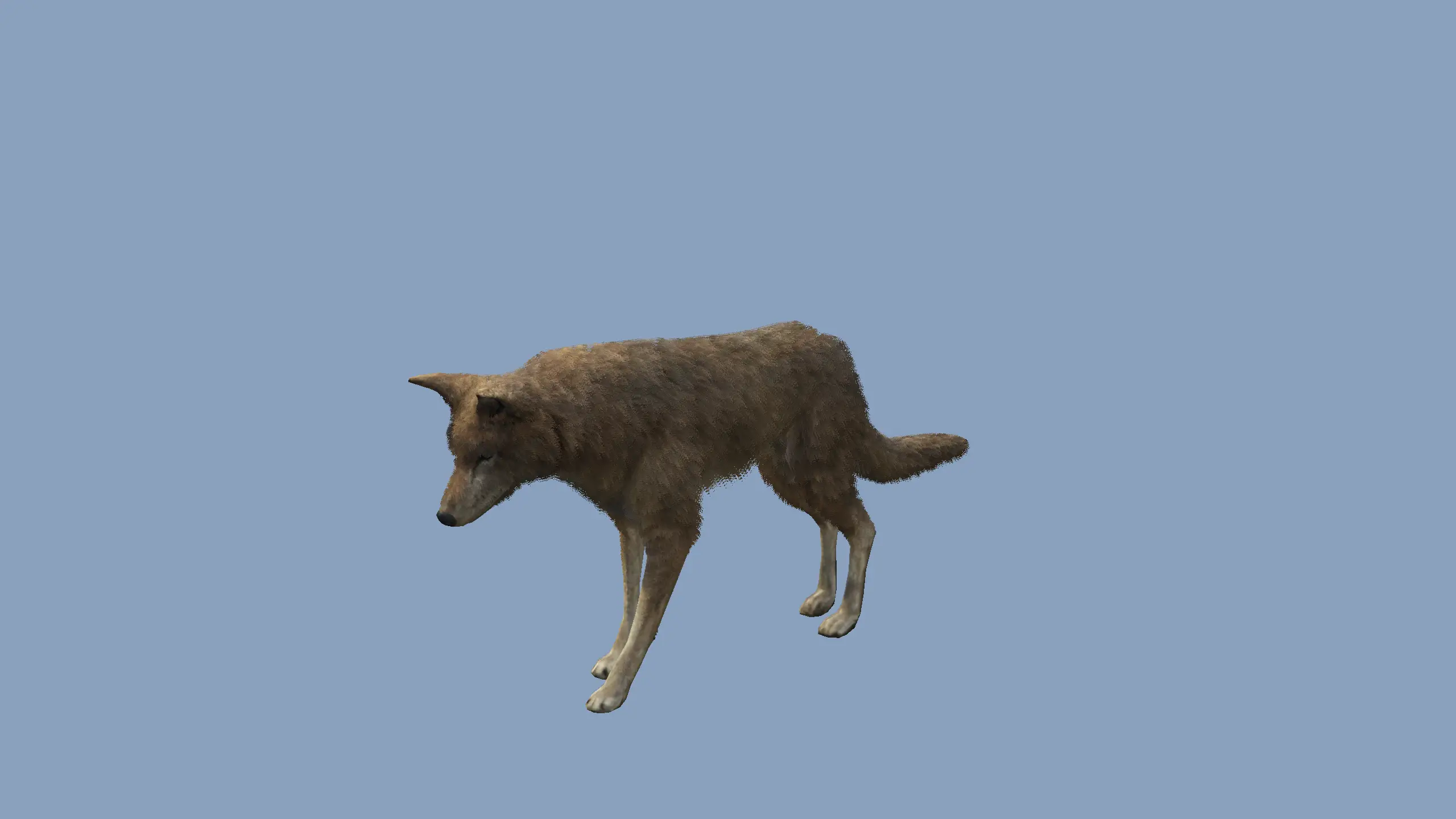 Coyote