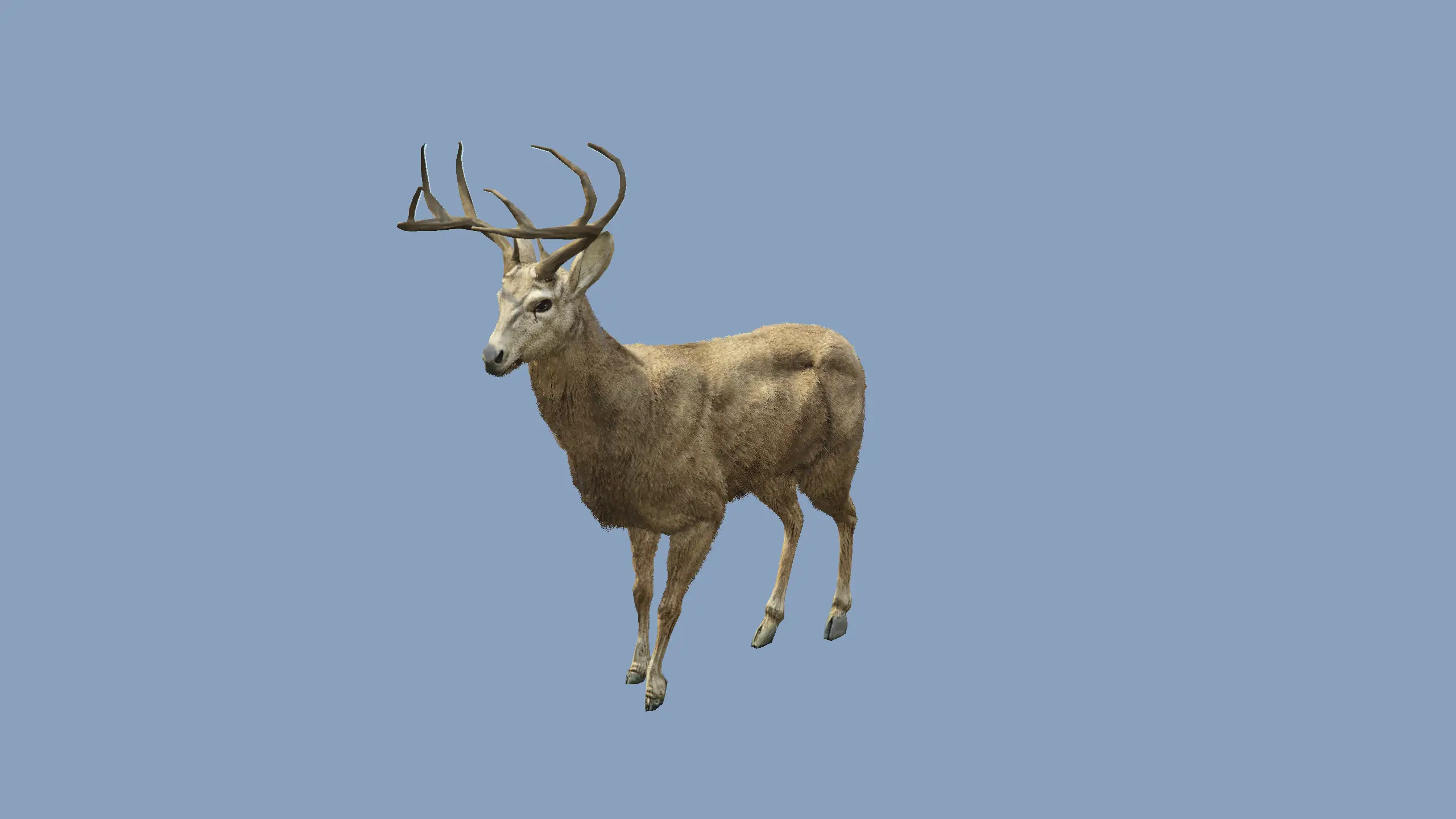 Deer