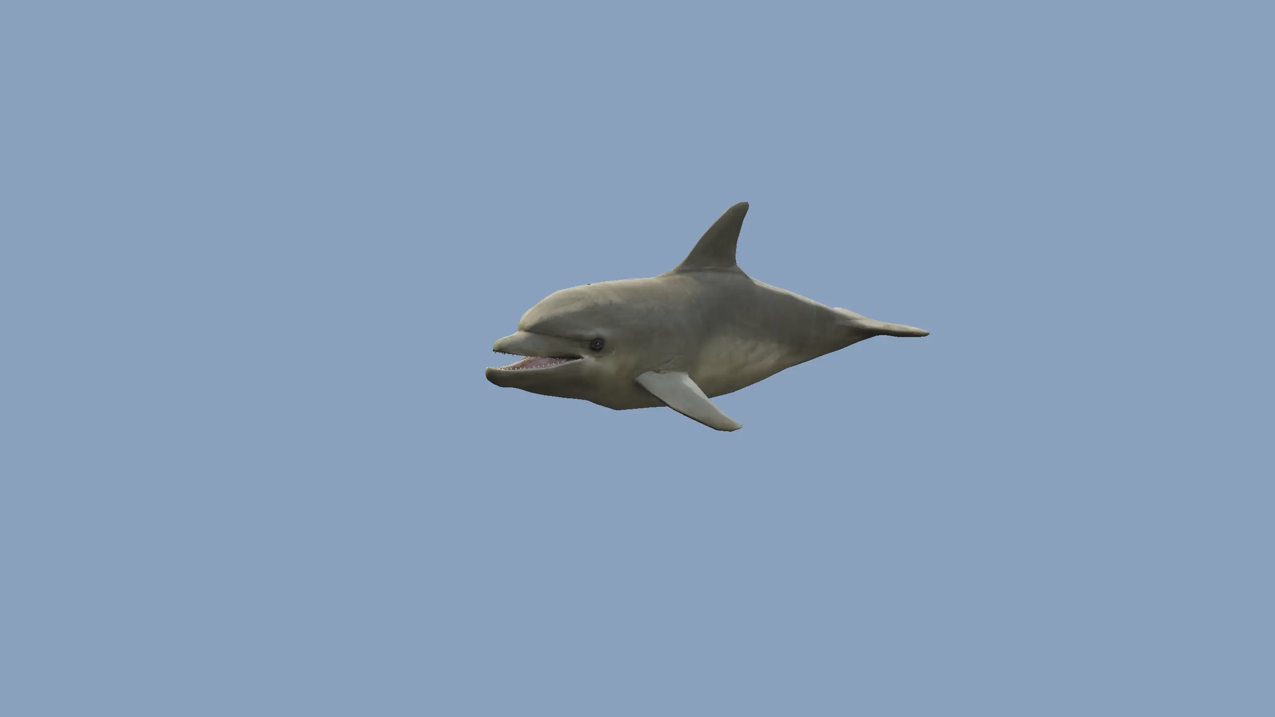 Dolphin