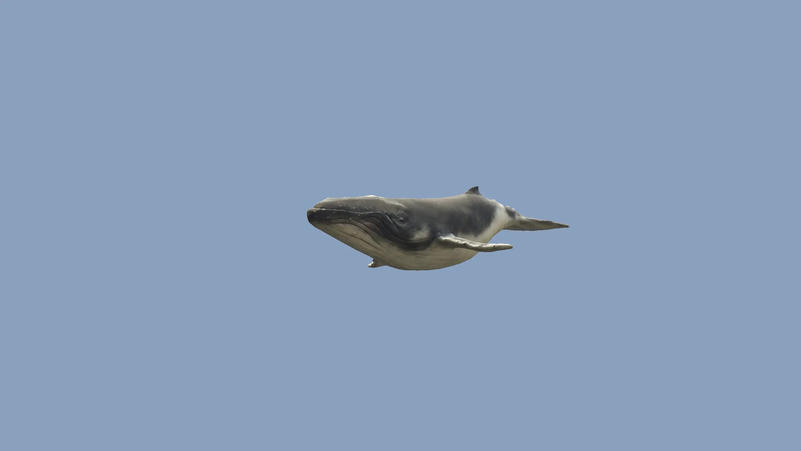 Humpback