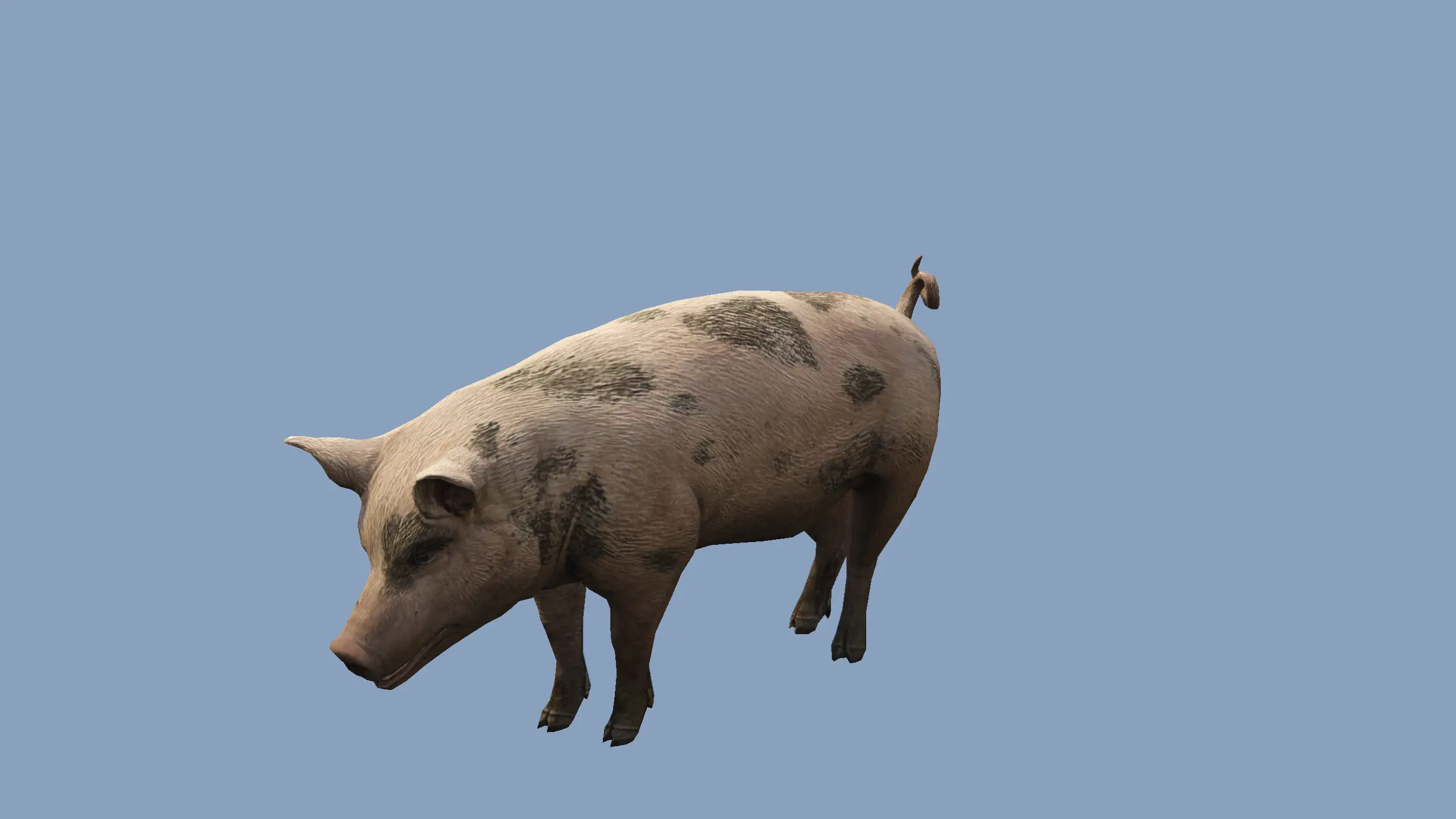 Pig