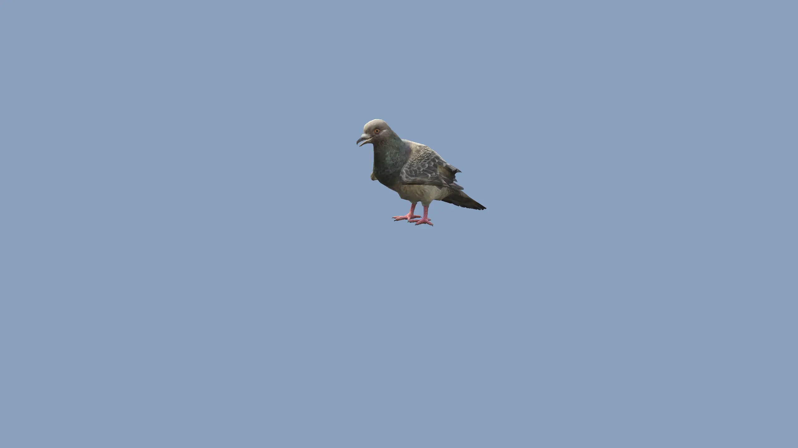 Pigeon